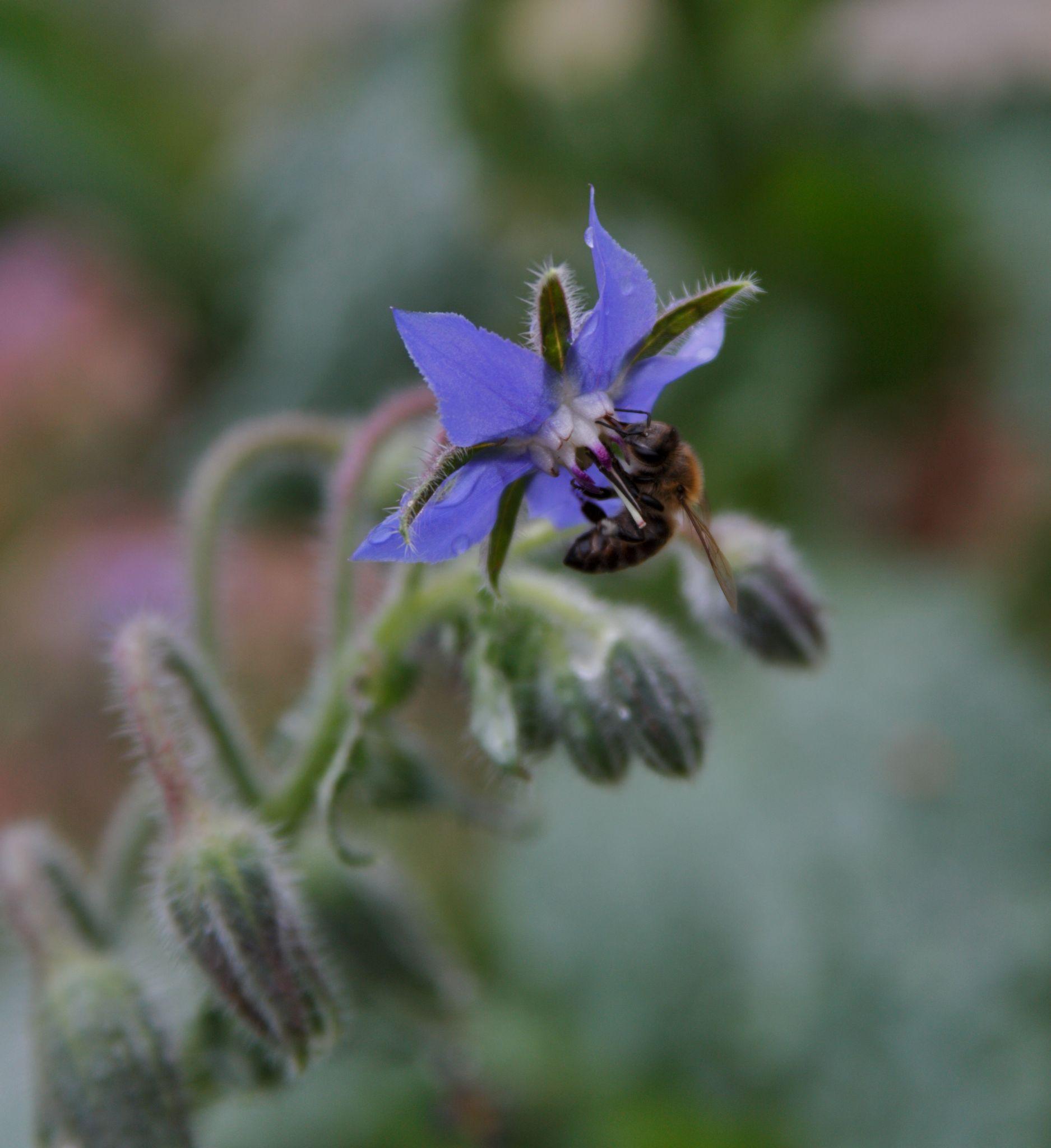 Honeybee on borage flower at Good Land Seed Co.