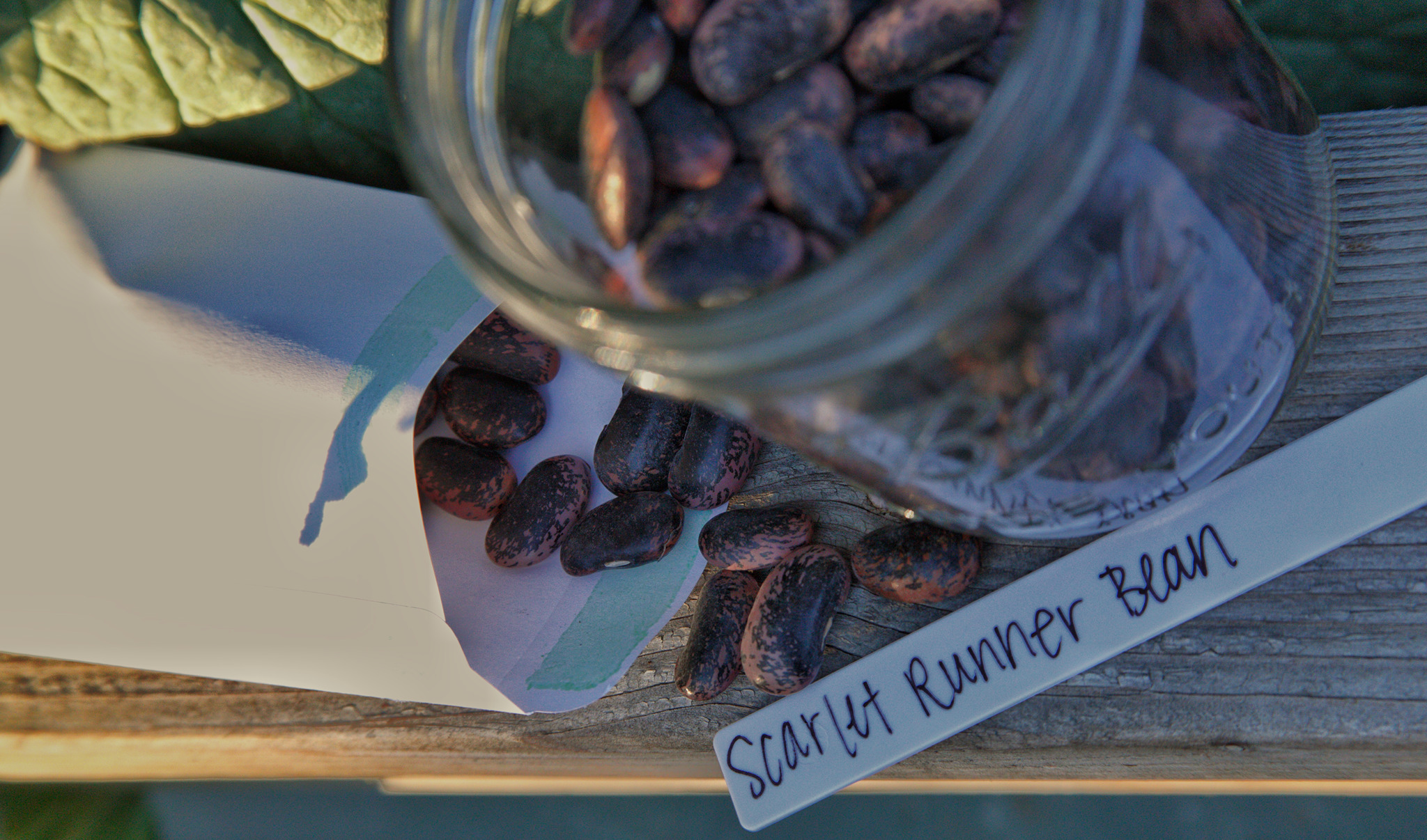 Seeds and plants at Good Land Seed Co.