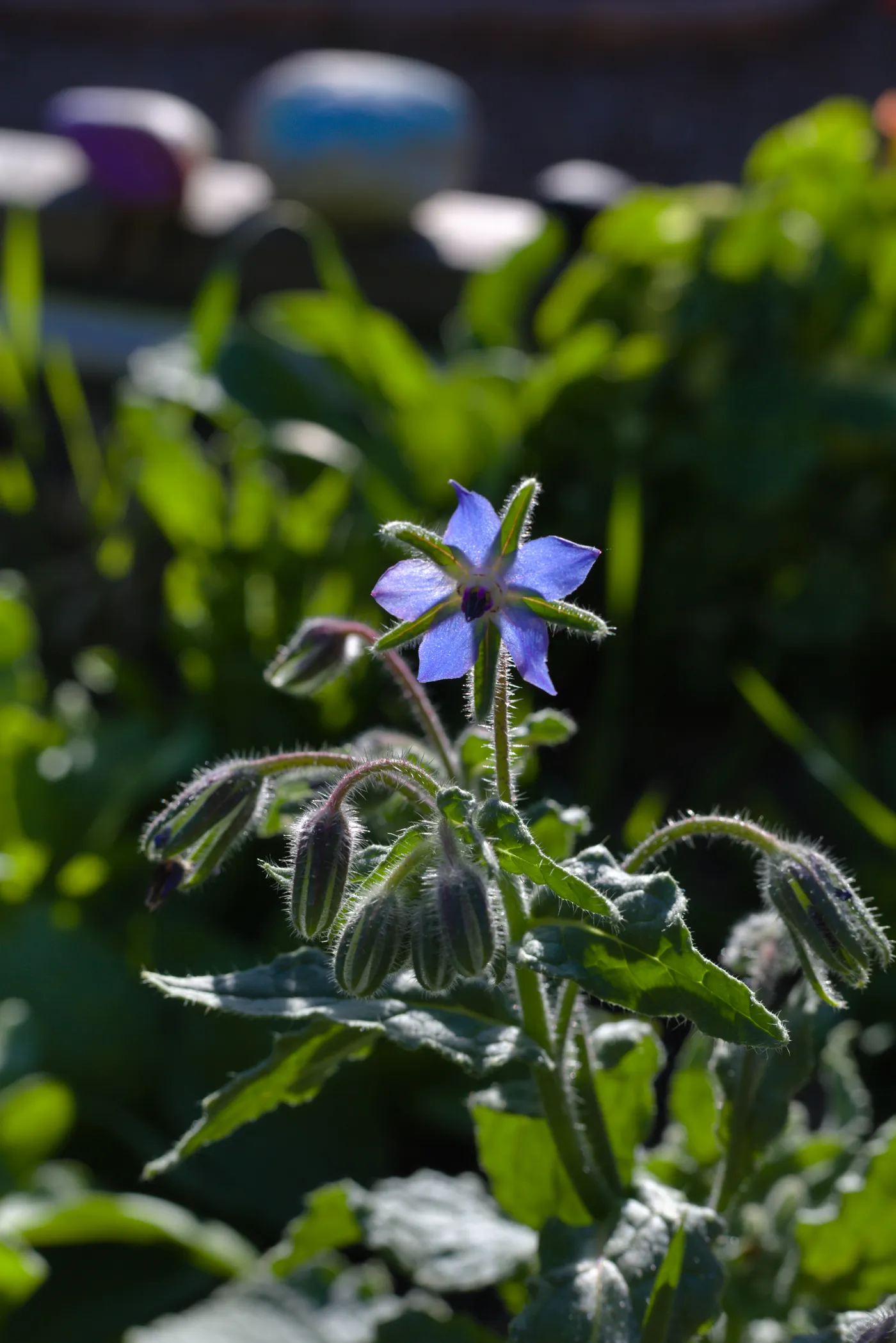 Garden plants at Good Land Seed Co.