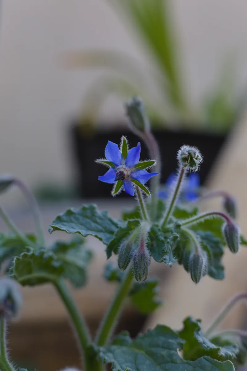 Borage