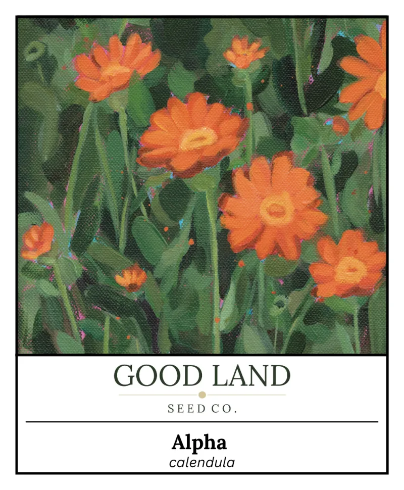 Calendula