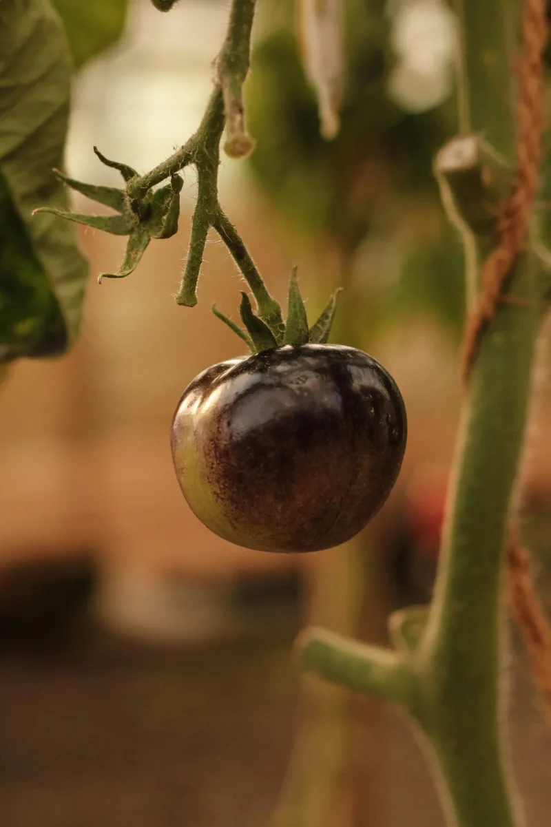 Cherokee Purple
