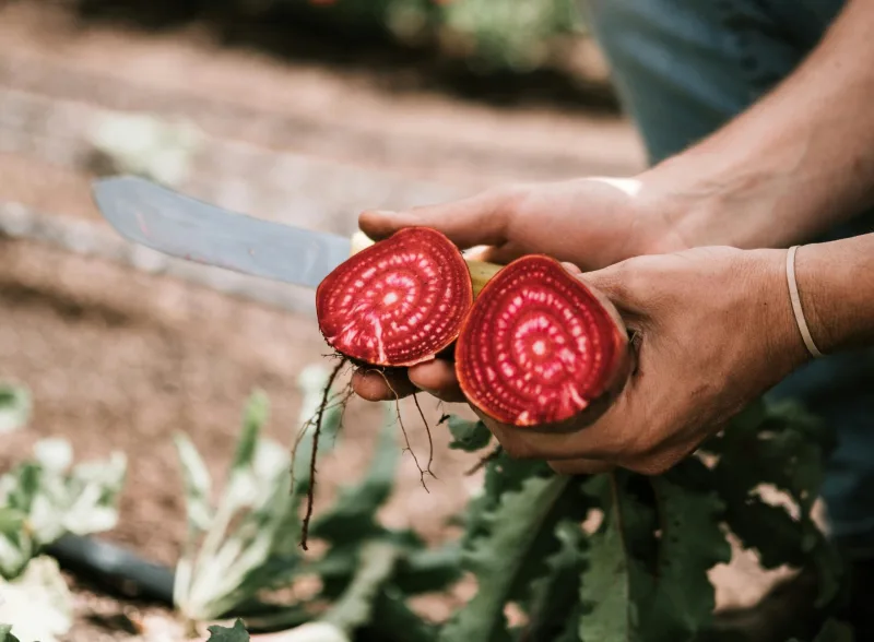 Chioggia Beet
