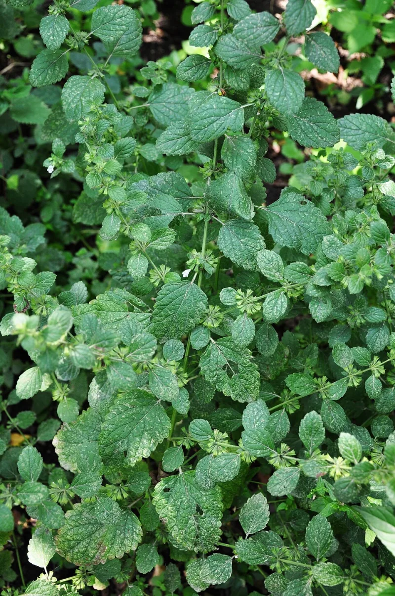 Lemon Balm