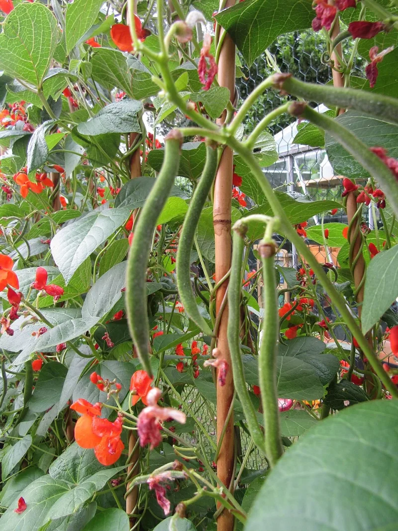 Scarlet Runner Bean