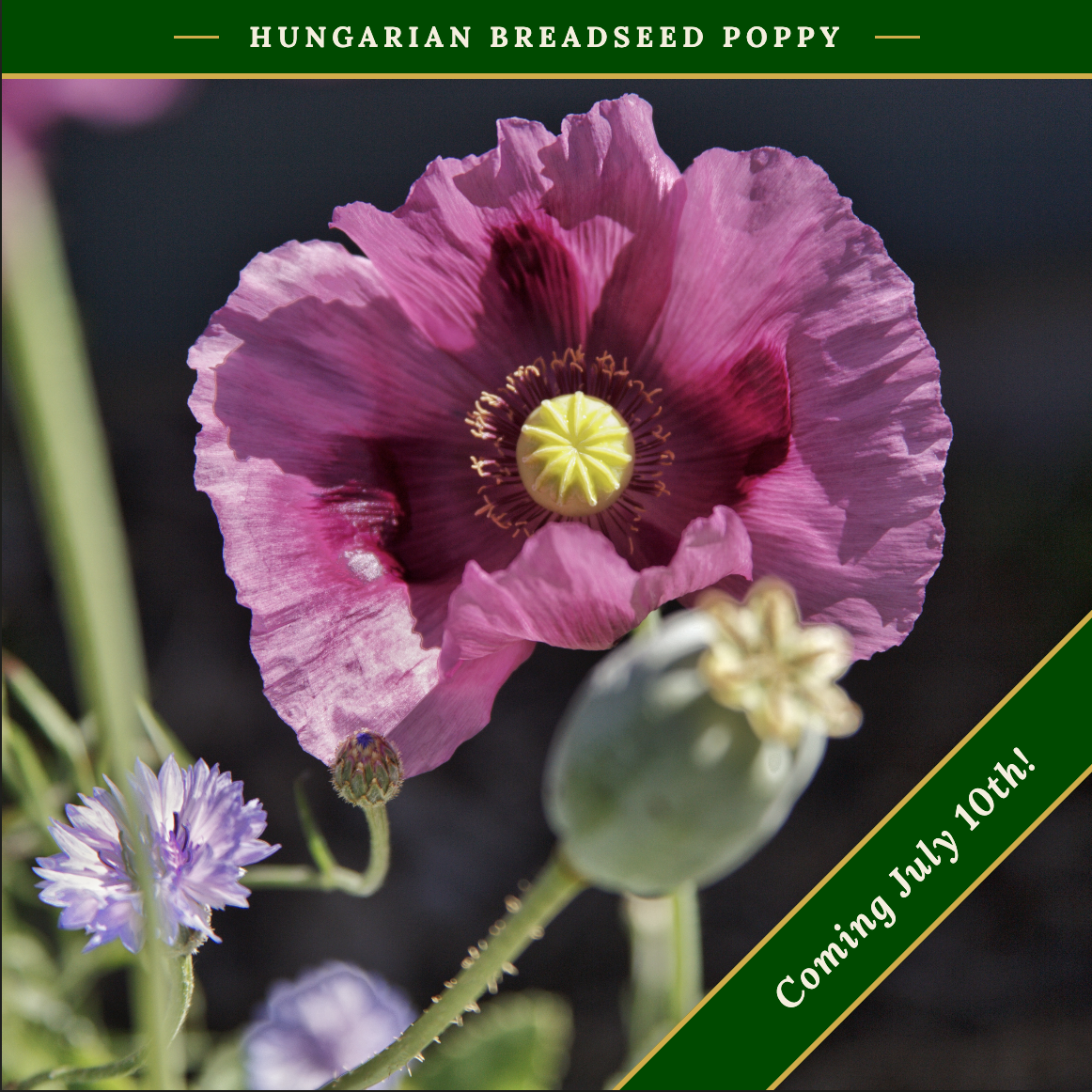 Hungarian Breadseed Poppy